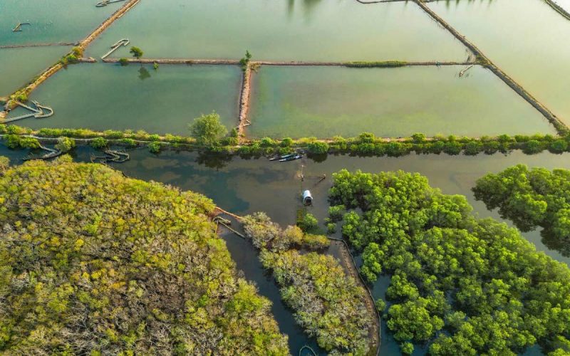 Nam Can Mangrove Forest