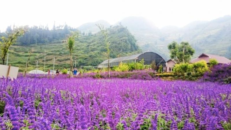 Bac Ha - Lao Cai