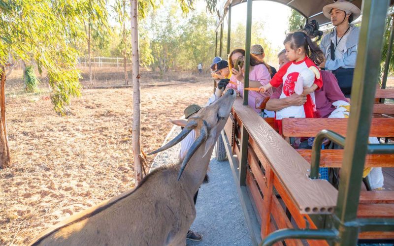 Safari Cafe & Zoo - “Chill Liu Riu" In Mui Ne