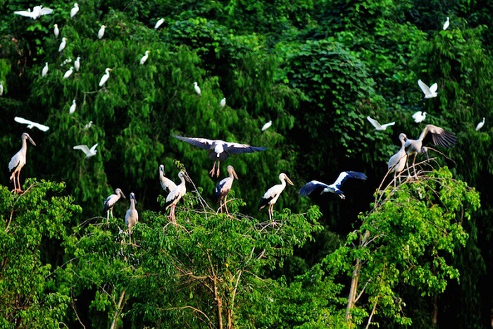 Ngoc Hien Bird Sanctuary