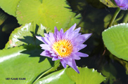 vietnam lotus flower