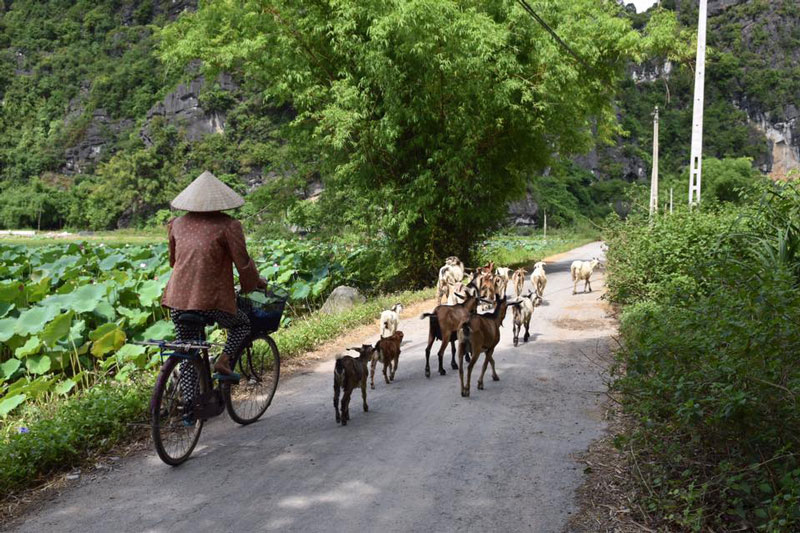 Ninh Binh Muslim Tour 1 day