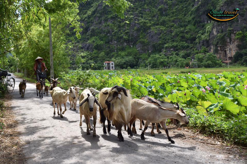 Ninh Binh Muslim Tour 1 day